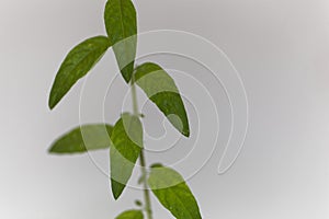 Leaves of the verbena Lippia polystacha