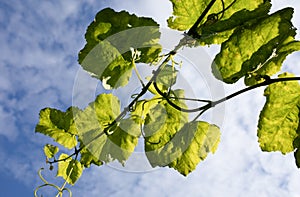 The leaves of the vine shone through the sun against the blue sky. Bright light green with visible leaf structure, on a blue backg