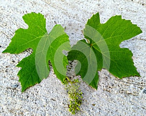 Leaves of vine and a small clove growing photo