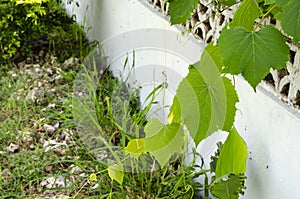 Leaves Of Vitis Vinifera Vine