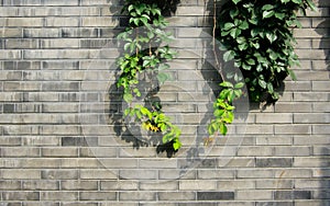 Leaves on the wall