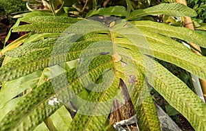The leaves of the wart fern or Phymatosorus scolopendria are shiny green and have wart-like protrusions on their surface