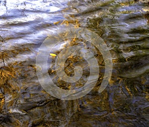 Leaves in water