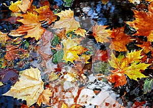 Leaves on water