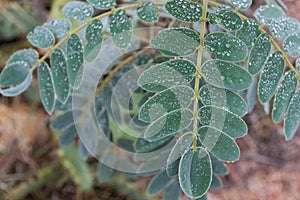 Leaves with Water Droplets