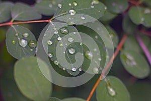 Leaves with water drops