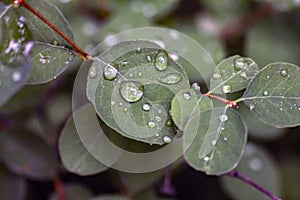 Leaves with water drops