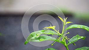 Leaves with water drops. Green leaf with water drops for background.