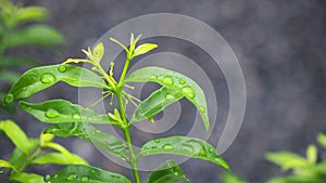 Leaves with water drops. Green leaf with water drops for background.