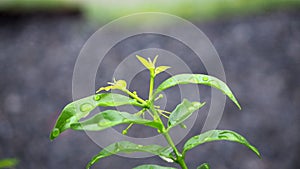 Leaves with water drops. Green leaf with water drops for background.