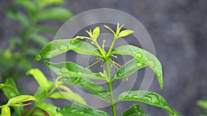 Leaves with water drops. Green leaf with water drops for background.