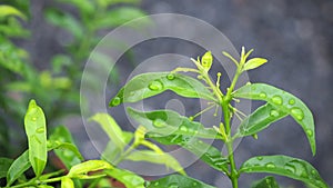 Leaves with water drops. Green leaf with water drops for background.