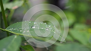 Leaves with water drops. Green leaf with water drops for background.