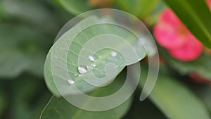 Leaves with water drops. Green leaf with water drops for background.