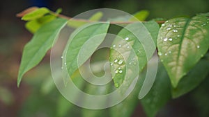 Leaves with water drops. Green leaf with water drops for background.