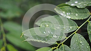 Leaves with water drops. Green leaf with water drops for background.