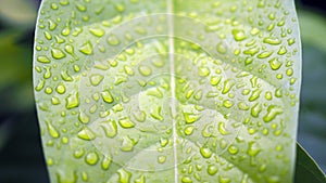 Leaves with water drops. Green leaf with water drops for background.