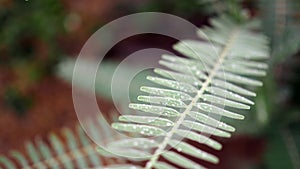 Leaves with water drops. Green leaf with water drops for background.