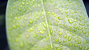 Leaves with water drops. Green leaf with water drops for background.