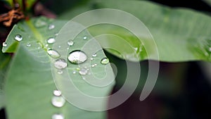 Leaves with water drops. Green leaf with water drops for background.