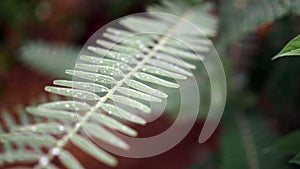 Leaves with water drops. Green leaf with water drops for background.