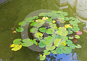 Leaves of water lilies in a pond