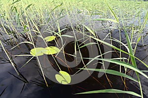 Leaves of water lilies and reeds on the water