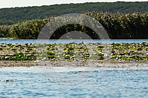 The leaves of water lilies on the surface and reeds on the shores of a large reservoir.
