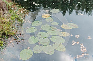 The leaves of water lily