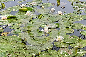 Leaves of the water lily. Lotus flower lily pad pond