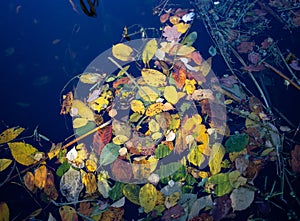 Leaves in the water, Perry Park Birmingham