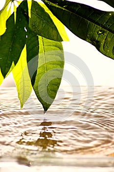 Leaves and water