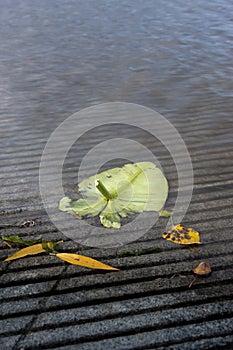 Leaves at the water's edge.