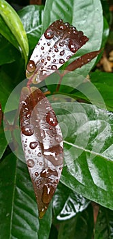 The leaves are watery after being watered by rain