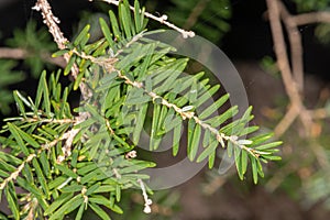 Leaves of Western Hemlock