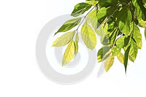 Leaves on white background, there is a copy space suitable for text input.