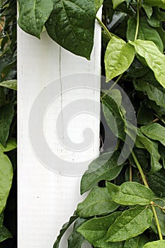 Leaves on a white fence pole