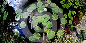 Leaves and white flowers of water lily photographed