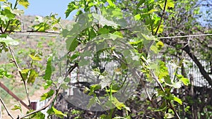 Leaves of white grapes close up. Organic farming. Sweet and tasty white grape in the vineyard. Afternoon light