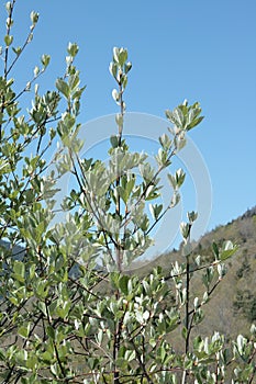 Leaves of whitebeam in spring