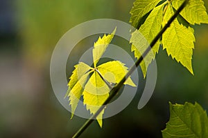 The leaves of wild grapes.