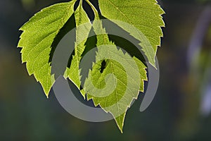 The leaves of wild grapes.