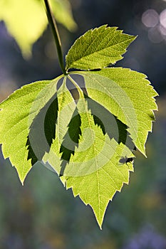 The leaves of wild grapes.
