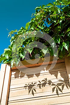 Leaves of wild grapes on window of country house