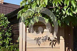 Leaves of wild grapes on window of country house