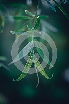 Leaves of willow on green