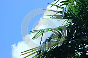 Leaves of a Windmill palm tree against a blue sky with a large cloud