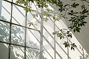 Leaves and window pane shadow overlay effect on white background