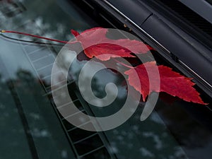 Leaves on the windshield