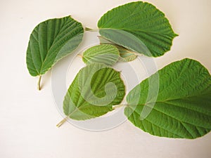 Leaves from the witch hazel